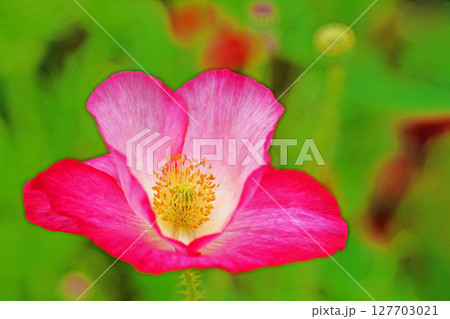 家の周りの草花　四季の色々　初夏の公園の花畑に鮮やかな色とりどりのポピーの花が咲き始めました 127703021
