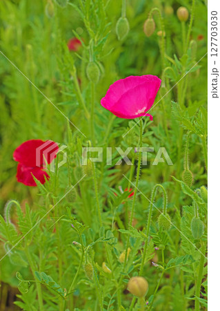 家の周りの草花　四季の色々　初夏の公園の花畑に鮮やかな色とりどりのポピーの花が咲き始めました 127703030