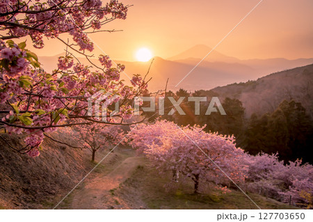 桜と富士山と夕陽 127703650