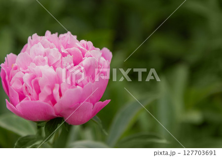 Floral background, wallpaper with peony. A beautiful pink peony against a background of greenery 127703691
