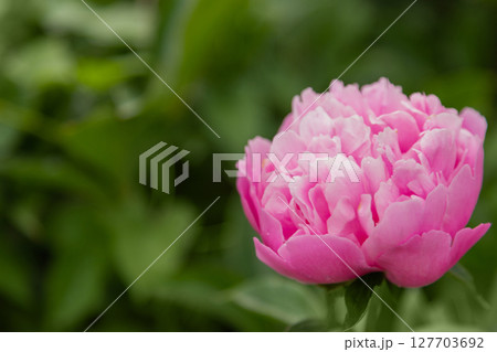 Fresh pink peony flowers on a concrete plate with copy space on black background, flat lay.  127703692