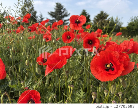 Red poppies blooming in full season. Field of colorful flowers Red poppies blooming in full season. Field of colorful flowers 127703695