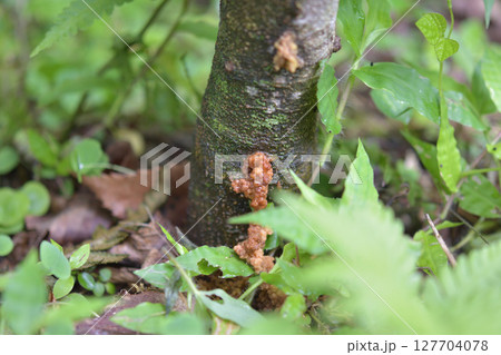 カミキリ虫に入られた果樹 127704078