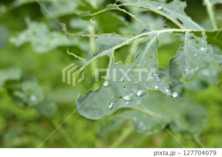 虫に食べられるいる野菜の葉 虫に食べられるいる野菜の葉 127704079