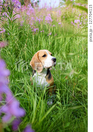 Cute beagle dog in a in lilac flowers, blooming field of in fireweed. Cute beagle dog in a in lilac flowers, blooming field of in fireweed. 127704115