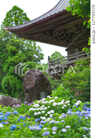 日本寺 あじさいと寺・千葉県多古町 127704170