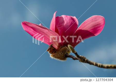 家の周りの草花　四季の色々　春の青空に映える赤いモクレンの花が咲きました 127704304