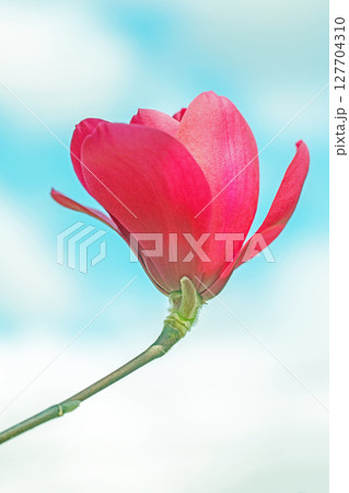 家の周りの草花　四季の色々　春の青空に映える赤いモクレンの花が咲きました 127704310