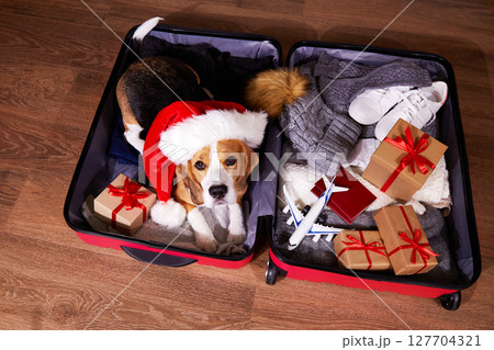 A beagle dog in a Santa Claus hat in a suitcase with clothes and gifts. 127704321
