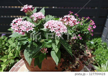 薄ピンク色のペンタスの寄せ植え 127704428