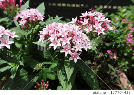 薄ピンク色のペンタスの花 127704432