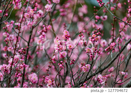 梅の花 梅の花 127704672