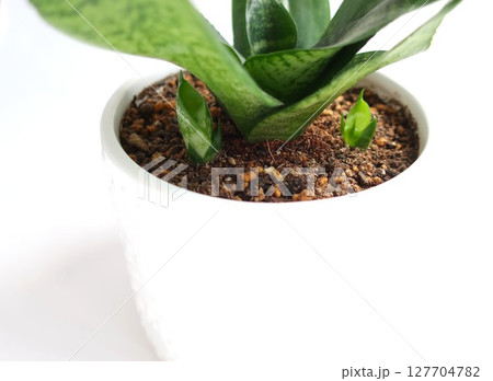 サンセベリア　新芽　観葉植物 127704782