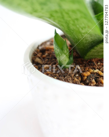 サンセベリア 新芽 観葉植物 サンセベリア 新芽 観葉植物 127704783