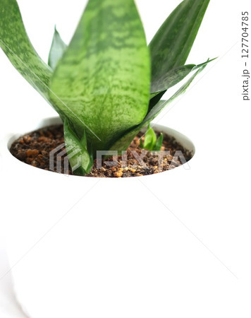 サンセベリア 新芽 観葉植物 サンセベリア 新芽 観葉植物 127704785