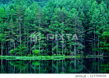 信州　緑に覆われた絶景  神秘的な御射鹿池 127704936