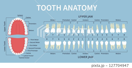 Human dental anatomy elements. Teeth types, lower and upper jaws, orthodontic, oral cavity structure, molar, incisors and canine tooth with roots, medical infographic poster nowaday vector set 127704947