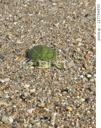 海で砂浜を歩くカメ 127704950