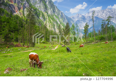 Alpine meadow with cows and rustic houses in Berchtesgaden National Park Alpine meadow with cows and rustic houses in Berchtesgaden National Park 127704996