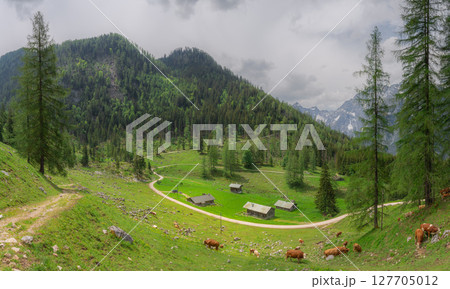 Alpine meadow with cows and rustic houses in Berchtesgaden National Park Alpine meadow with cows and rustic houses in Berchtesgaden National Park 127705012