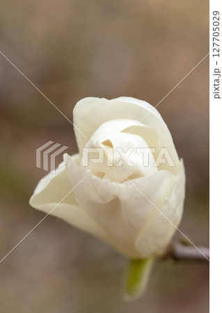 家の周りの草花 四季の色々 庭のもくれんの木に白い大輪の花が咲きました 家の周りの草花 四季の色々 庭のもくれんの木に白い大輪の花が咲きました 127705029
