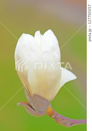 家の周りの草花 四季の色々 庭のもくれんの木に白い大輪の花が咲きました 家の周りの草花 四季の色々 庭のもくれんの木に白い大輪の花が咲きました 127705057