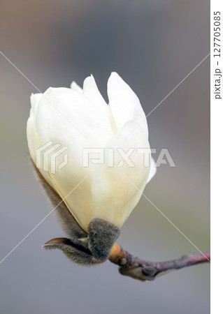 家の周りの草花 四季の色々 庭のもくれんの木に白い大輪の花が咲きました 家の周りの草花 四季の色々 庭のもくれんの木に白い大輪の花が咲きました 127705085