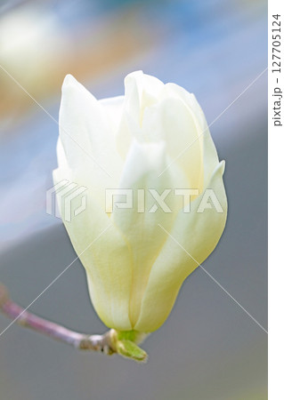 家の周りの草花　四季の色々　庭のもくれんの木に白い大輪の花が咲きました 127705124