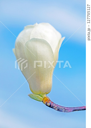 家の周りの草花 四季の色々 庭のもくれんの木に白い大輪の花が咲きました 家の周りの草花 四季の色々 庭のもくれんの木に白い大輪の花が咲きました 127705127