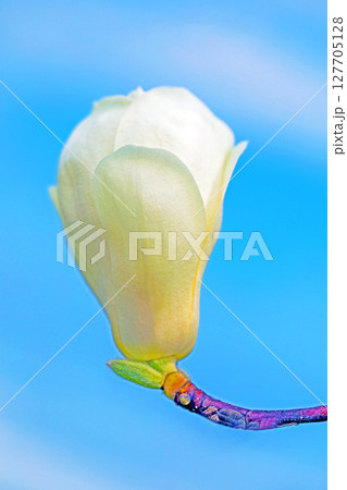 家の周りの草花 四季の色々 庭のもくれんの木に白い大輪の花が咲きました 家の周りの草花 四季の色々 庭のもくれんの木に白い大輪の花が咲きました 127705128