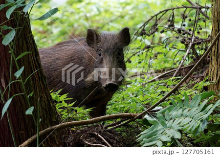 イノシシ 127705161