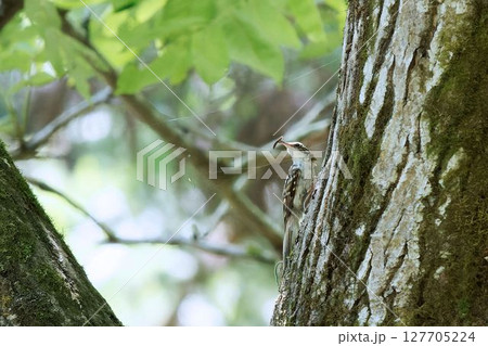 キバシリ 127705224