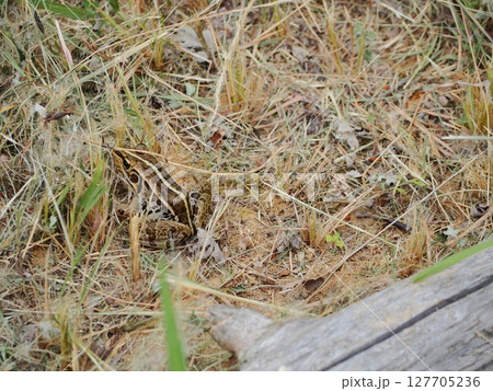 草むらに隠れているトノサマガエル1 127705236