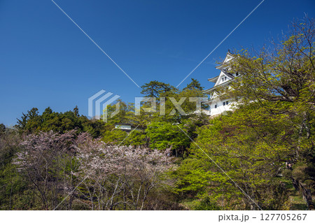 郡上八幡城 天守閣 郡上八幡城 天守閣 127705267