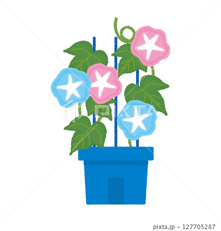 鉢植えの朝顔 127705287