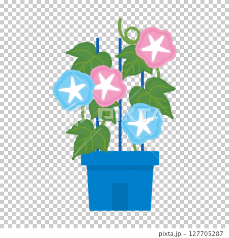 鉢植えの朝顔 127705287