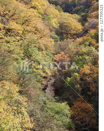 紅葉の谷沢川　草津温泉 127705325