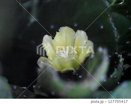 ウチワサボテンのクリーム色の花（仙人掌の花芯のクローズアップ） 127705417