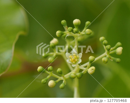 クスノキのクリーム色の花とつぼみ（花と蕾をたくさんつけた楠の枝） 127705468