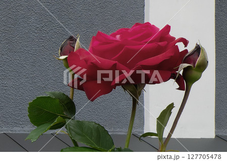 rose on grey and white wall 127705478