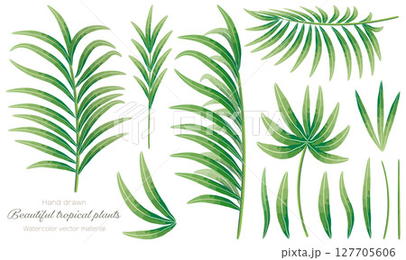 水彩で描いたヤシの葉の素材セット 127705606