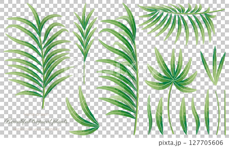 水彩で描いたヤシの葉の素材セット 127705606