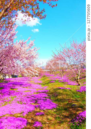 芝桜　シバザクラ　しばざくら　立谷川　桜　山形市 127705609