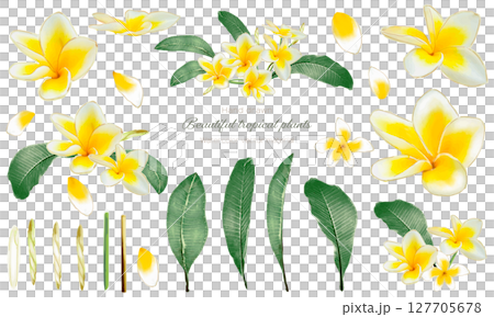 A set of watercolor plumeria illustrations 127705678