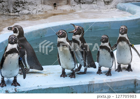 平川動物園のペンギン 平川動物園のペンギン 127705983