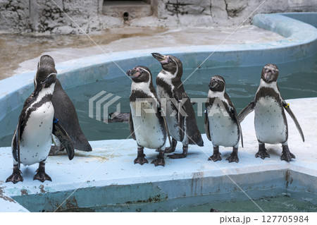 平川動物園のペンギン 平川動物園のペンギン 127705984