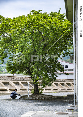 春を告げる桜の標本木と整備作業の風景 127706031