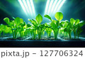 Growing greens in a hydroponic farm under bright LED lights showcasing healthy lettuce seedlings thriving in a controlled environment 127706324