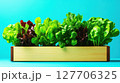 Fresh and vibrant assortment of leafy greens in a wooden planter against a bright teal background highlighting healthy eating choices 127706325
