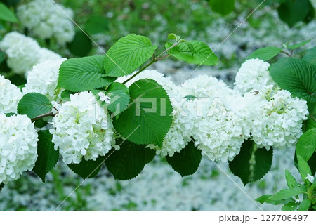 雪のように白いオオデマリの花 雪のように白いオオデマリの花 127706497